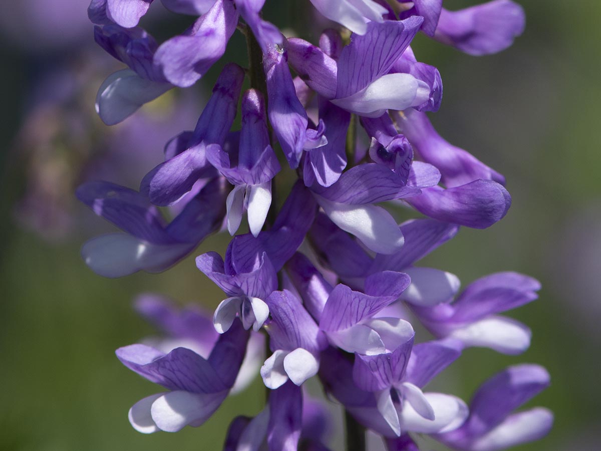Blüten